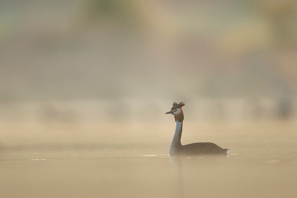 Great Crested Grebe / Perkoz dwuczuby