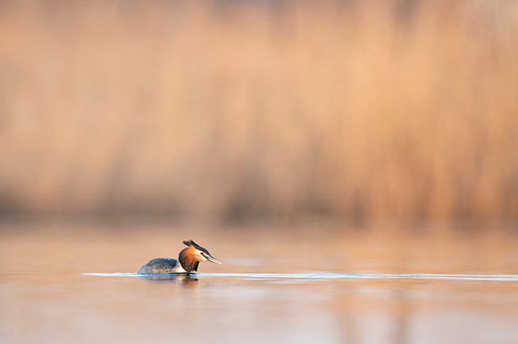 Great Crested Grebe / Perkoz dwuczuby