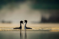Great Crested Grebe / Perkoz dwuczuby