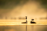 Great Crested Grebe / Perkoz dwuczuby