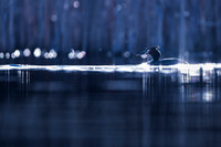 Great Crested Grebe / Perkoz dwuczuby