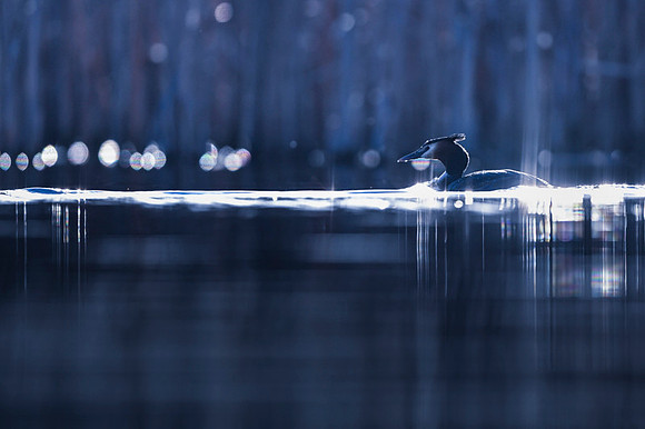 Great Crested Grebe / Perkoz dwuczuby