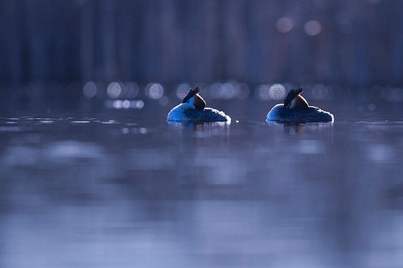 Great Crested Grebe / Perkoz dwuczuby
