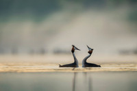 Great Crested Grebe / Perkoz dwuczuby
