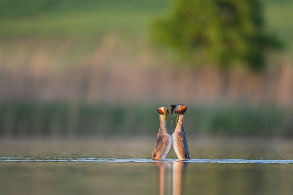 Great Crested Grebe / Perkoz dwuczuby