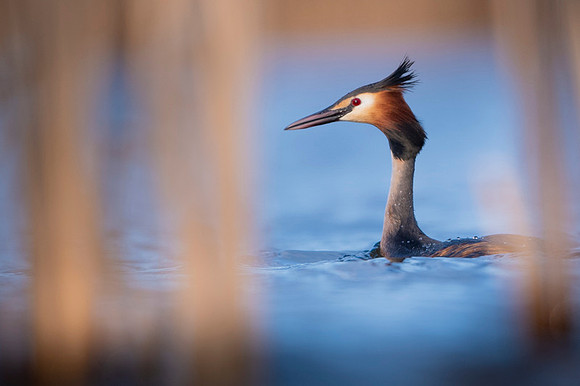 Great Crested Grebe / Perkoz dwuczuby