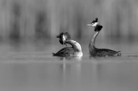 Great Crested Grebe / Perkoz dwuczuby