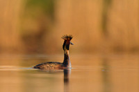 Great Crested Grebe / Perkoz dwuczuby