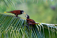 Montezuma Oropendola
