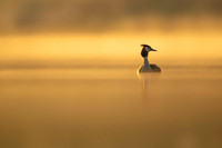 Great Crested Grebe / Perkoz dwuczuby