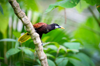 Montezuma Oropendola