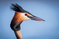 Great Crested Grebe / Perkoz dwuczuby