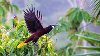 Montezuma Oropendola