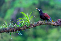 Montezuma Oropendola