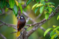 Montezuma Oropendola
