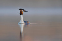 Great Crested Grebe / Perkoz dwuczuby