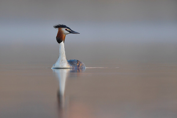 Great Crested Grebe / Perkoz dwuczuby