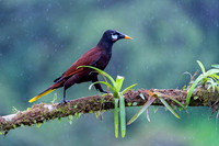 Montezuma Oropendola