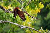 Montezuma Oropendola