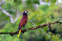 Montezuma Oropendola