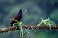 Montezuma Oropendola