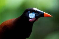 Montezuma Oropendola