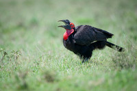 Southern Ground Hornbill
