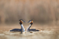 Great Crested Grebe / Perkoz dwuczuby