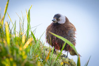 Rosy Finch