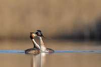 Great Crested Grebe / Perkoz dwuczuby