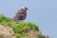 Rosy Finch