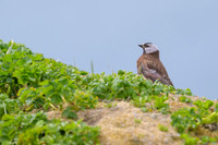 Rosy Finch