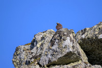 Rosy Finch
