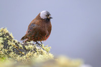 Rosy Finch