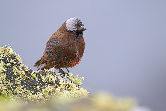 Rosy Finch