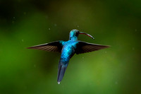 Green Hermit