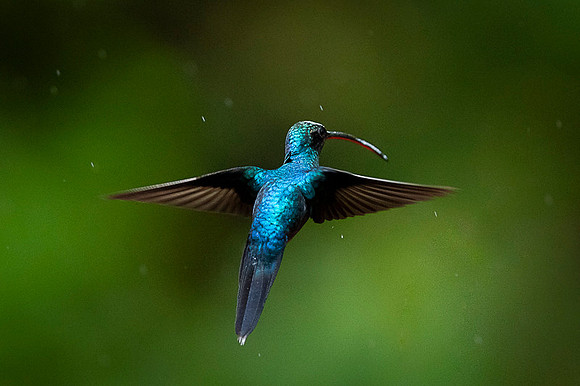 Green Hermit