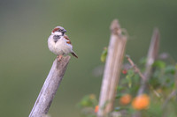 House sparrow