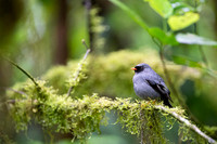 Black faced Solitaire
