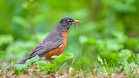 American robin