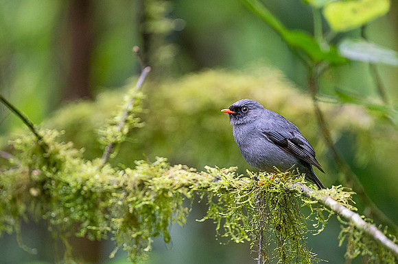 Black faced Solitaire