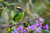 Emerald Toucanet