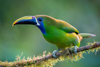 Emerald Toucanet