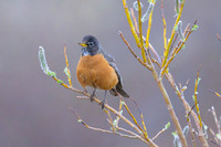 American robin