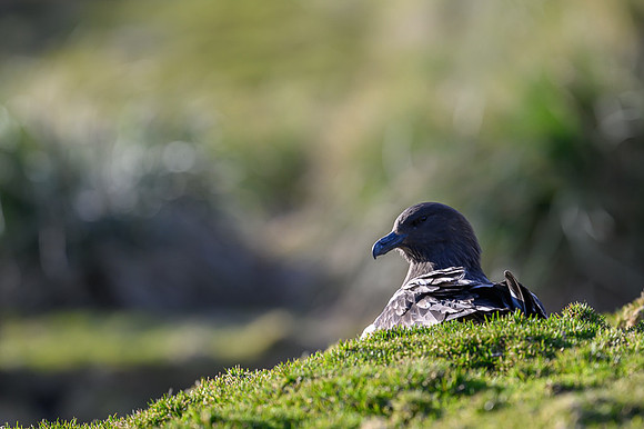 Antarctic Skua