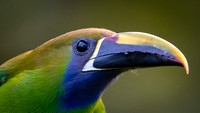 Emerald Toucanet