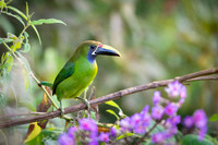 Emerald Toucanet