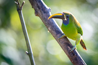 Emerald Toucanet