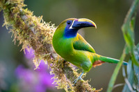 Emerald Toucanet