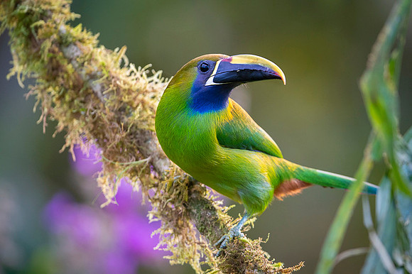Emerald Toucanet